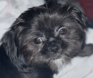 Mother of the Shih Tzu puppies born on 06/13/2025