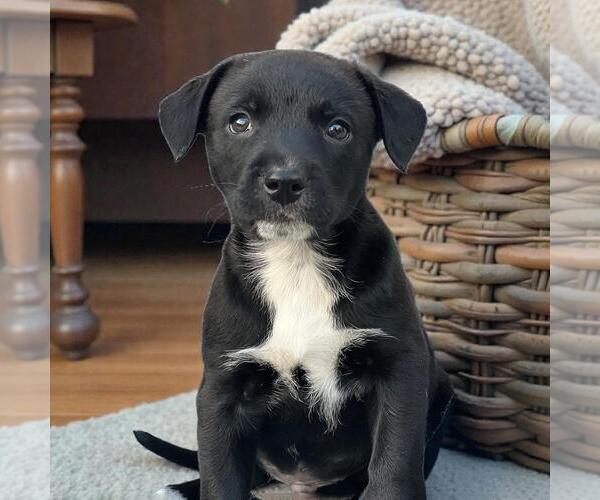 Medium Photo #3 Labrador Retriever-Unknown Mix Puppy For Sale in San Diego, CA, USA