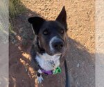 Small Photo #11 Akita-Border Collie Mix Puppy For Sale in Kanab, UT, USA