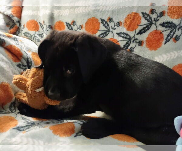 Medium Photo #2 Mutt Puppy For Sale in Duluth, MN, USA