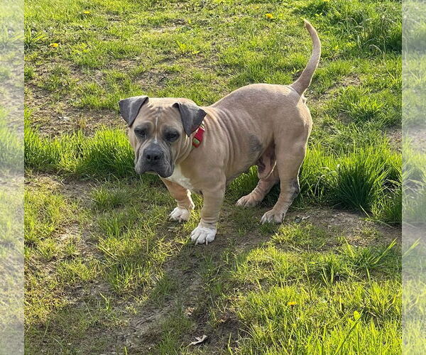Medium Photo #2 American Staffordshire Terrier-French Bulldog Mix Puppy For Sale in Catasauqua, PA, USA