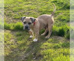 Small #1 American Staffordshire Terrier-French Bulldog Mix