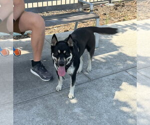 Layla - Female Siberian Husky-Unknown Mix Dog for Adoption - Photo #3