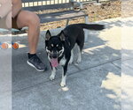 Small Photo #3 Siberian Husky-Unknown Mix Puppy For Sale in Woodland, CA, USA