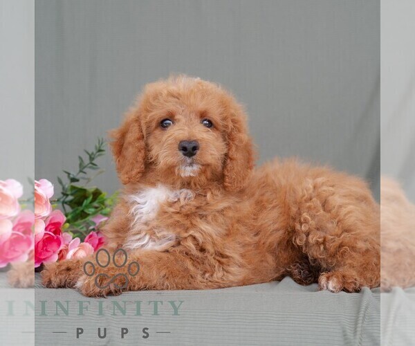 Medium Photo #2 Poodle (Miniature) Puppy For Sale in DORNSIFE, PA, USA