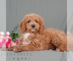 Small #1 Poodle (Miniature)