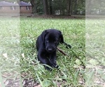 Small Photo #6 Labrador Retriever Puppy For Sale in WACO, GA, USA