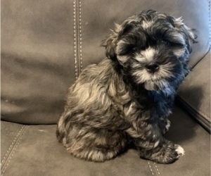 Mal-Shi Puppy for sale in HAMPSTEAD, NC, USA