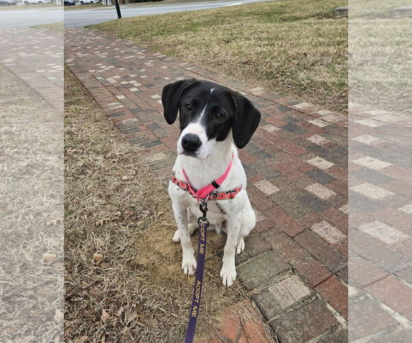 Medium Photo #2 Mutt Puppy For Sale in Thomasville, NC, USA