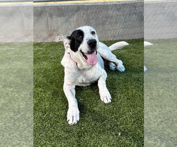 Medium Photo #3 Mutt Puppy For Sale in Woodbury, NY, USA