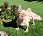 Small #8 French Bulldog