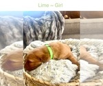 Small Photo #5 Golden Retriever Puppy For Sale in SAINT GEORGE, UT, USA