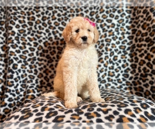 Medium Photo #3 Poodle (Standard) Puppy For Sale in LAKELAND, FL, USA