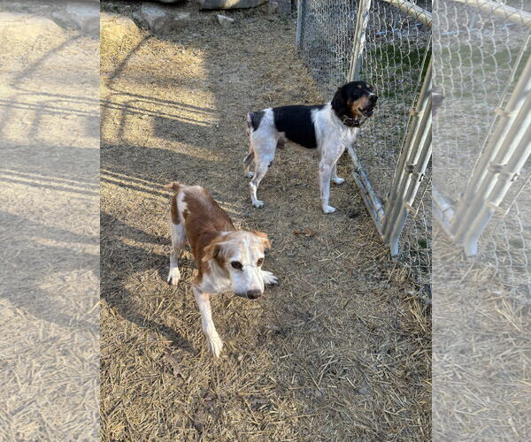 Medium Photo #3 Brittany Puppy For Sale in Curwensville, PA, USA