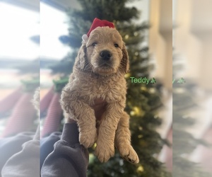 Goldendoodle Puppy for sale in MODESTO, CA, USA