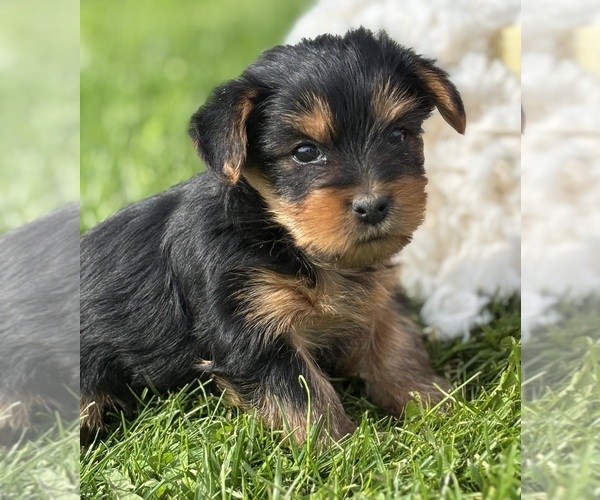 Medium Photo #7 Yorkshire Terrier Puppy For Sale in ROCK STREAM, NY, USA