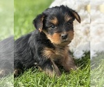Small #6 Yorkshire Terrier