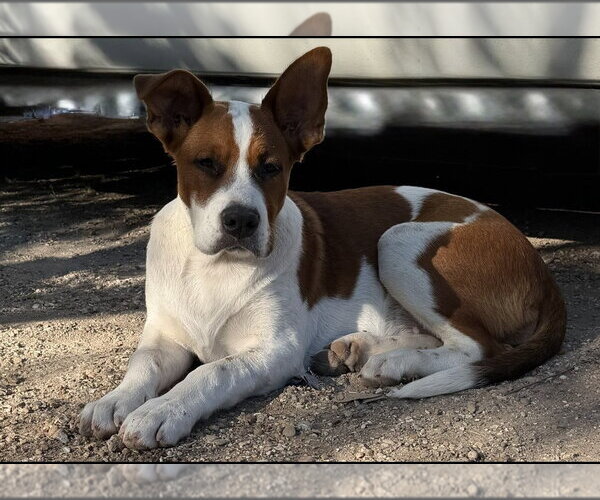 Medium Photo #4 Boxer-Pointer Mix Puppy For Sale in Missouri City, TX, USA