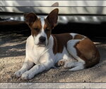 Small #3 Boxer-Pointer Mix