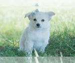Small Photo #124 Chihuahua Puppy For Sale in WARSAW, IN, USA