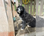Small #2 Aussiedoodle