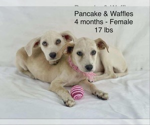 Mutt Dogs for adoption in Woodbury, NY, USA