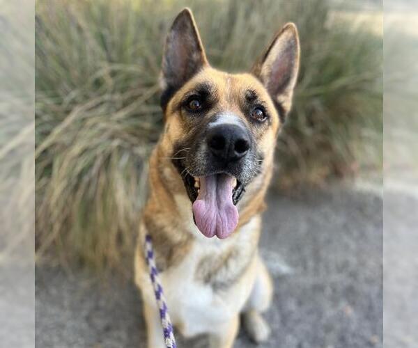 Medium Photo #2 German Shepherd Dog Puppy For Sale in Long Beach, CA, USA