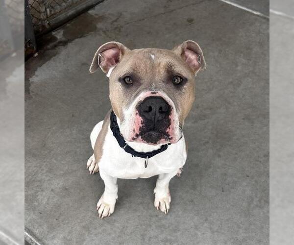 Medium Photo #4  Puppy For Sale in , 