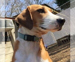 Pongo Beaufort - Male Retriever -Unknown Mix Dog for Adoption - Photo #8