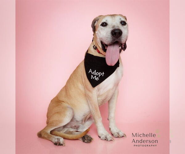 Medium Photo #2 Mutt Puppy For Sale in Corona, CA, USA