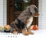 Small #2 Bernedoodle (Miniature)