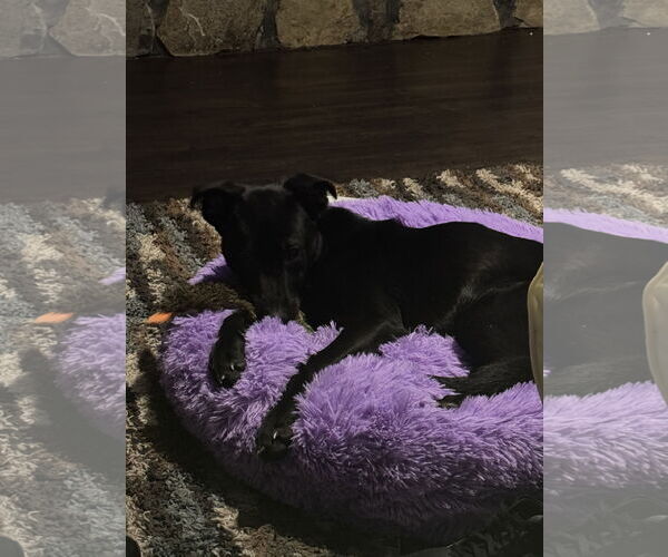 Medium Photo #3 Mutt Puppy For Sale in Sheboygan, WI, USA