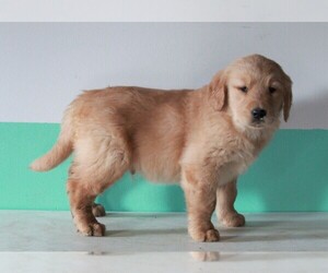 Golden Retriever Puppy for sale in FREDERICKSBURG, OH, USA