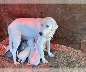 Mother of the Anatolian Shepherd-Great Pyrenees Mix puppies born on 12/17/2023