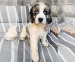Puppy Nalu Aussiedoodle-Bernedoodle Mix