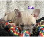 Small Photo #16 Faux Frenchbo Bulldog Puppy For Sale in HOODSPORT, WA, USA
