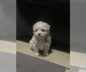 Poodle (Toy) Puppy for sale in WEST POINT, MS, USA