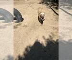 Small #5 Labrador Retriever-Mountain Cur Mix