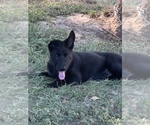 Small #3 German Shepherd Dog