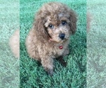 Small Photo #13 Poodle (Miniature) Puppy For Sale in INDIAN TRAIL, NC, USA