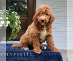 Small #1 Goldendoodle
