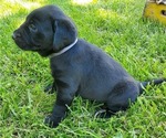 Small Photo #4 Labrador Retriever Puppy For Sale in SEDALIA, MO, USA