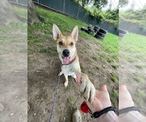 Huskies -Labrador Retriever Mix Dogs for adoption in Brewster, NY, USA