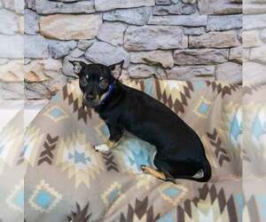 McDonald - Male Chihuahua-Unknown Mix Dog for Adoption - Photo #5