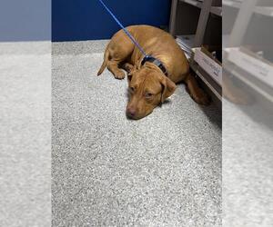 American Pit Bull Terrier-Unknown Mix Dogs for adoption in Pasadena, TX, USA