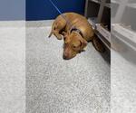 Small American Pit Bull Terrier Mix