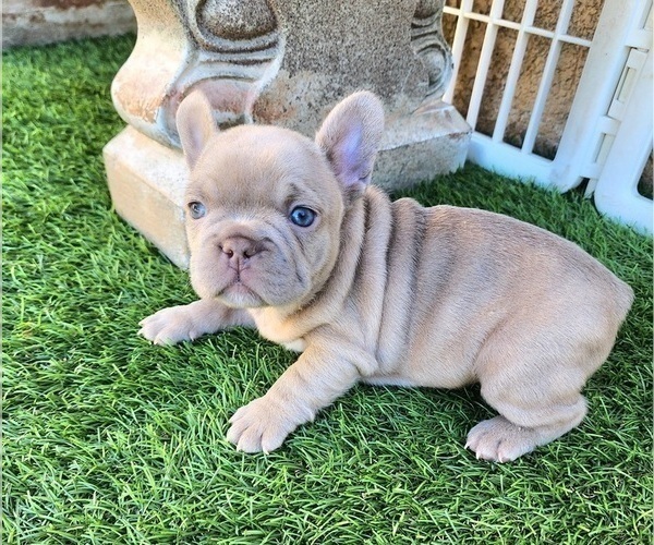 Medium Photo #16 French Bulldog Puppy For Sale in LAS VEGAS, NV, USA