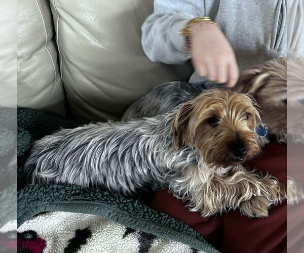 Medium Photo #1 Mutt Puppy For Sale in Aurora, IN, USA