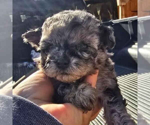 Medium Photo #2 Maltipoo Puppy For Sale in CHARLOTTE HALL, MD, USA