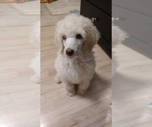 Poodle (Standard) Puppy for sale in SANTA ANA, CA, USA